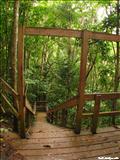 Bosque Guajataca  - ISABELA